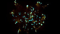 /album/turbulencefd1/ohniva-gula-3-png1/